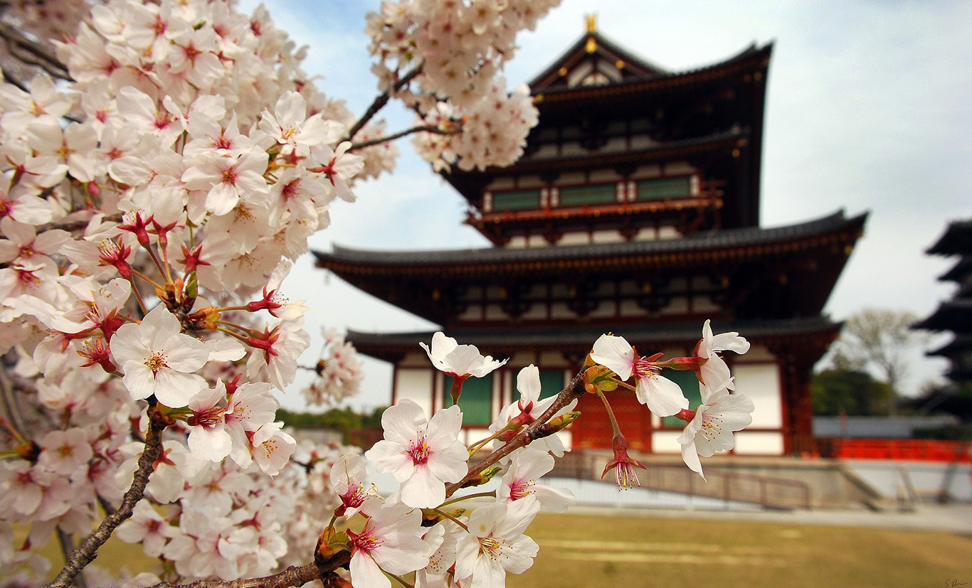 Ciliegio in fiore Giappone